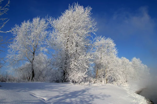 Zimní Krajina Stromy Pokryté Mrazem Mlhavého Rána — Stock fotografie