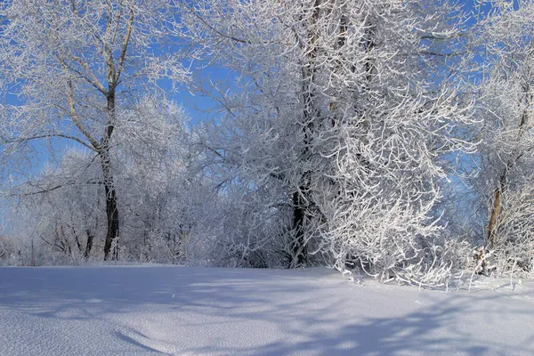 Zimowe Drzewa Krajobrazowe Pokryte Mrozem Mglisty Poranek — Zdjęcie stockowe