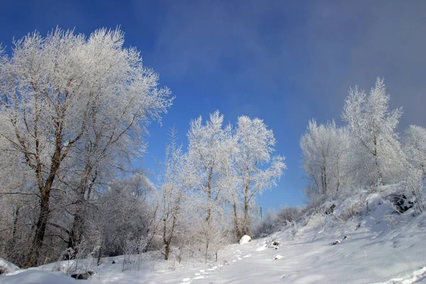 Χειμερινό Τοπίο Δέντρα Καλυμμένα Παγετό Ένα Ομιχλώδες Πρωινό — Φωτογραφία Αρχείου
