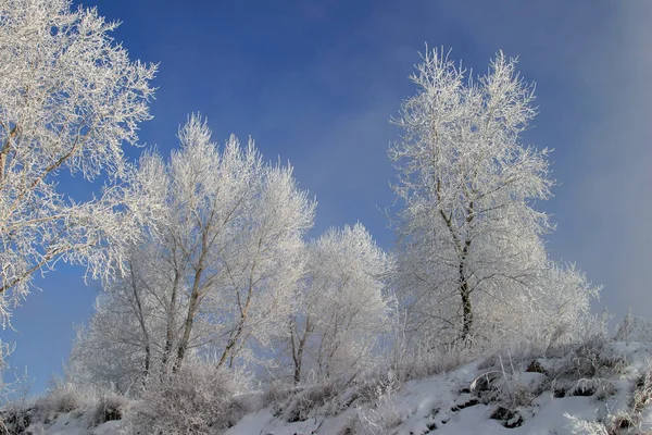 Зимові Пейзажні Дерева Покриті Морозами Туманний Ранок — стокове фото