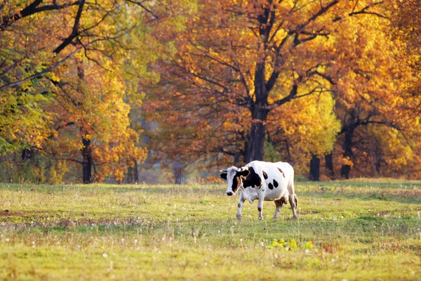 Осенние Пейзажные Коровы Пасутся Возле Дубовой Рощи — стоковое фото