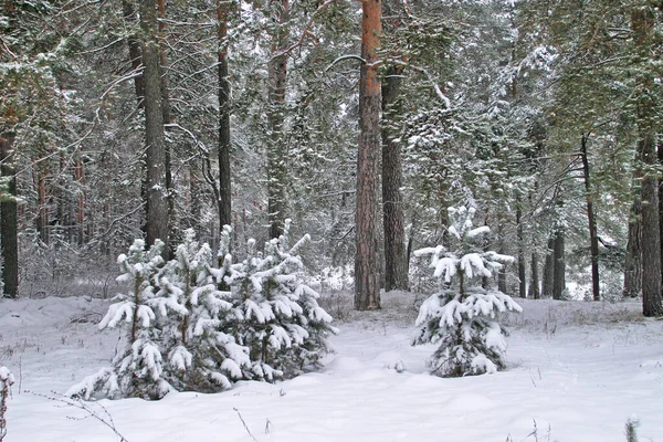 Paysage Hivernal Forêts Pins Les Arbres Sont Couverts Gel Neige — Photo