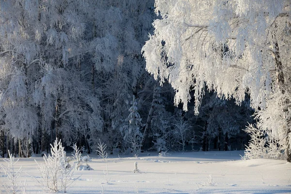 Frostiger Wintermorgen Einem Mit Reif Verputzten Holz — Stockfoto