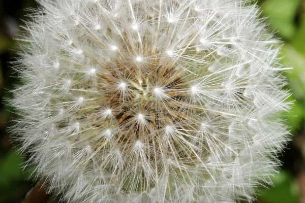 開花後のマクロタンポポ — ストック写真