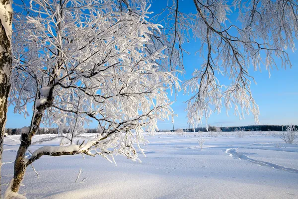 Gelida Mattina Inverno Bosco Intonacato Rime — Foto Stock