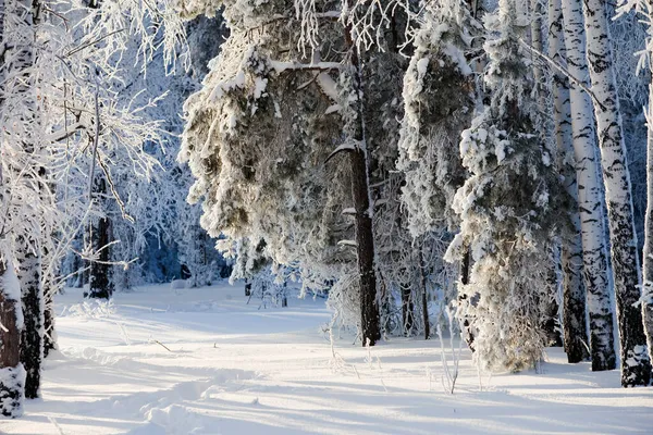 Mrazivé Zimní Ráno Lese Omítnutém Vápnem — Stock fotografie