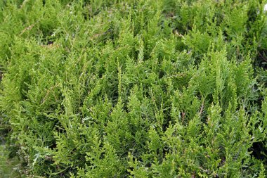 Thuja makro dalları izole edildi