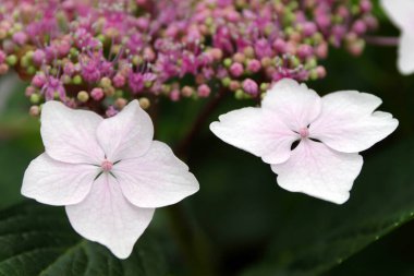 arka plan yeşil yaprakların üzerinde yakın çekim güzel gül-mor çiçekler