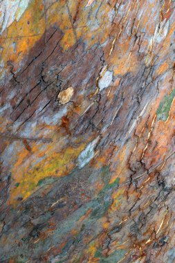 makro kabuk Güney ağaçlar