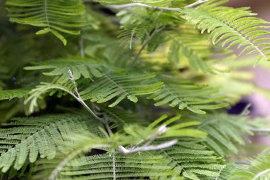 Eğreltiotu yaprakları bahçede