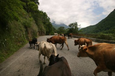 Yaz manzarası inekleri dağ yolunda