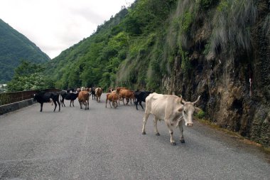 Yaz manzarası inekleri dağ yolunda
