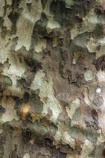 Macro Croûte Des Arbres Sud — Photo