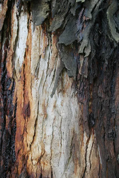 Makrokruste Südlicher Bäume — Stockfoto