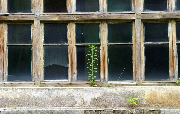 Eski terk edilmiş bir binanın parçası ve temelde filizlenen bir filizlenme.