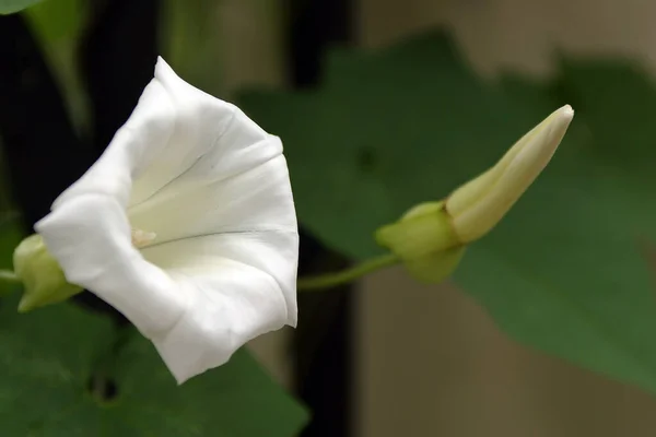 Макро Цветок Белой Переплетки — стоковое фото