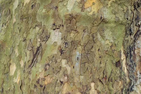 Μακροεντολή Κρούστα Της Νότιας Δέντρα — Φωτογραφία Αρχείου