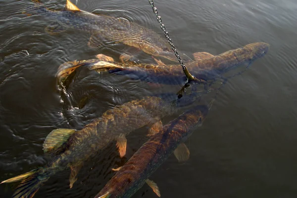 Gros Plan Brochet Pris Sur Crochet Dans Rivière — Photo