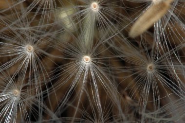 Karahindiba tohumları.