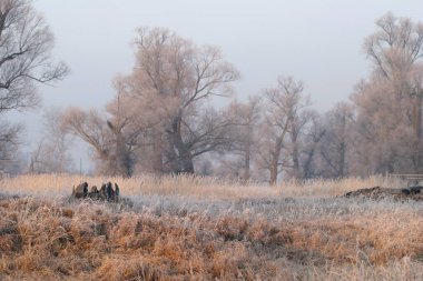 Günbatımında buzla kaplı meşe koruluğunda kışın başlangıcında manzara.