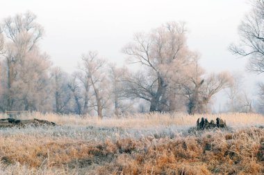Günbatımında buzla kaplı meşe koruluğunda kışın başlangıcında manzara.