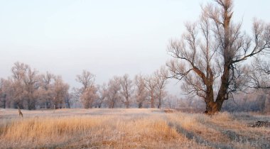 Günbatımında buzla kaplı meşe koruluğunda kışın başlangıcında manzara.