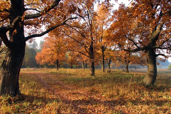 Осінній Ландшафтний Ранок Дубовому Гаю — стокове фото