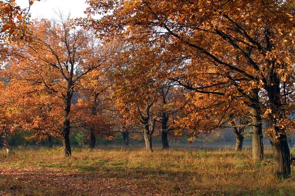 Herbstlicher Landschaftmorgen Eichenhain Stockfoto