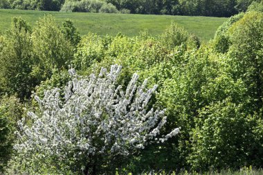 İlkbaharda dışarıda yürüyün. Çiçekli elma ağaçları.
