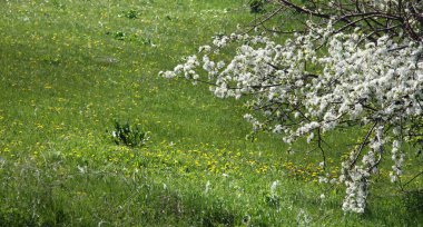 İlkbaharda dışarıda yürüyün. Çiçekli elma ağaçları.