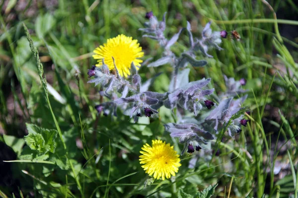 Sehr Schöne Blume Aus Nächster Nähe Fotografiert — Stockfoto