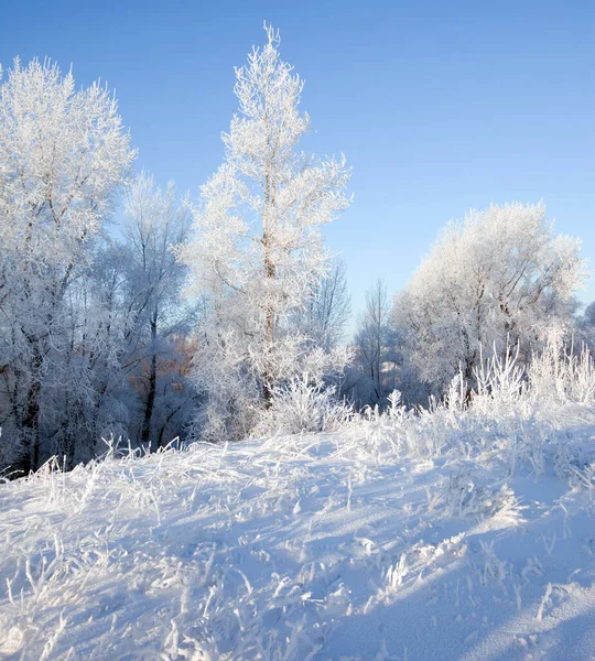 Winterwandeling Het Besneeuwde Bos — Stockfoto