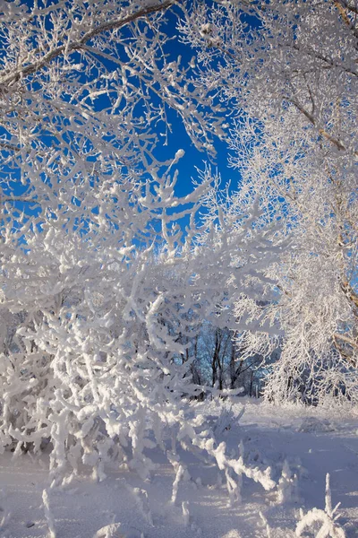 Karla Kaplı Ormanda Kış Yürüyüşü — Stok fotoğraf