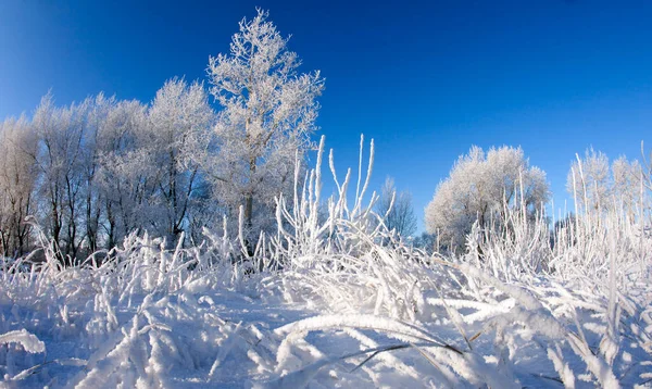 Lange Winterwandeling Heldere Zonnige Dag — Stockfoto