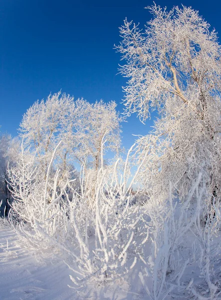 Largo Paseo Invierno Claro Día Soleado — Foto de Stock