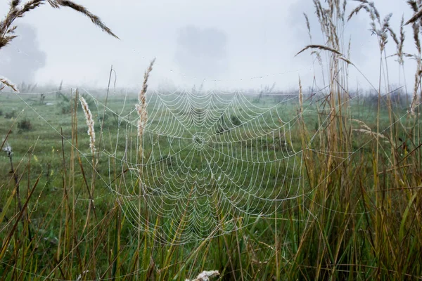 Őszi Táj Pókhálók Száraz Tölgyfa Ligetben Ködös Reggel Napkeltekor — Stock Fotó