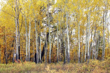 Ormandaki sonbahar manzara ağaçları Sararmış yapraklar bulutlu bir gün