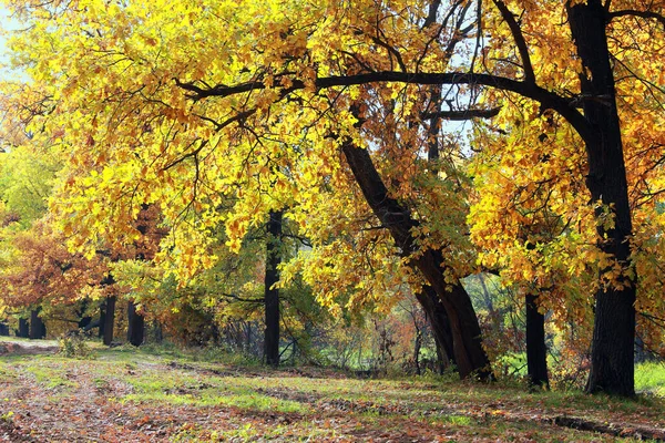 Otoño Paisaje Dorado Follaje Robles Luz Del Sol Tranquila Mañana —  Fotos de Stock