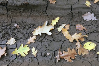 Çatlamış zemindeki meşe yapraklarının yakın çekimi.