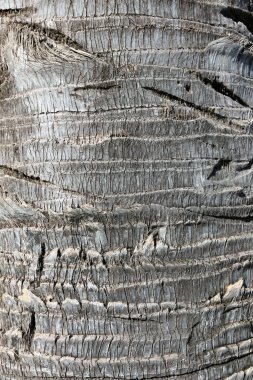 Ağaç kabuğunun izole edilmiş yakın plan görüntüsü ve balta izleri.