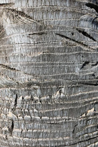 Απομονωμένο Κοντινό Πλάνο Της Υφής Φλοιού Δένδρου Ίχνη Πέλεκυ — Φωτογραφία Αρχείου