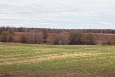 Uçsuz bucaksız Rus tarlalarında bahar yürüyüşü
