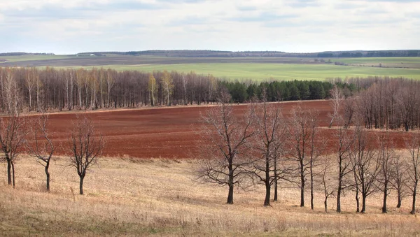 春天在宽阔的俄罗斯田野里散步 — 图库照片