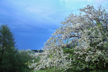 Günbatımında nehir kıyısında çiçek açan elma ağaçları.