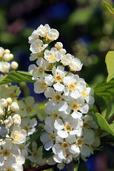 Macro Beautiful Flowers Bird Cherry Garden Sunny Spring Day — Stock Photo, Image