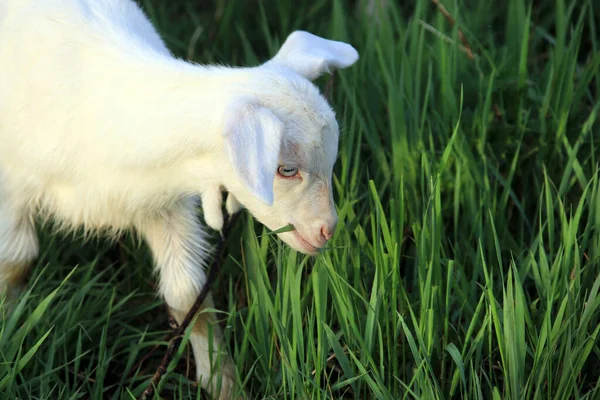 Young White Goatling Grazing Green Meadow Sunny Spring Day — Stock Photo, Image
