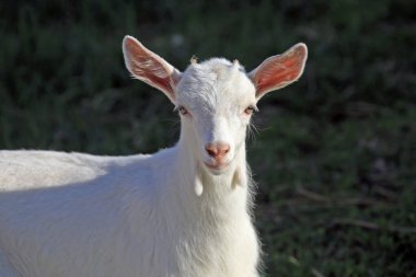 Güneşli bir bahar gününde yeşil bir çayırda otlayan genç beyaz keçi.