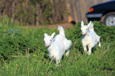 Güneşli bir bahar gününde yeşil bir çayırda otlayan genç beyaz keçi.