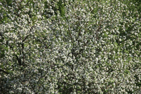 Gros Plan Branche Pommiers Fleurit Dans Jardin Printemps Dans Les — Photo