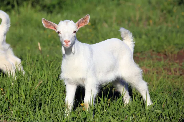 Jeune Chèvre Blanche Broutant Sur Une Prairie Verte Jour Printemps — Photo